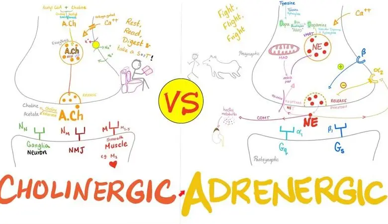  Difference Between Adrenergic and Cholinergic Receptors 
