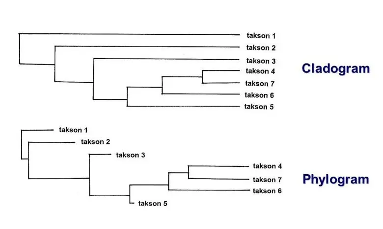  Difference Between Cladogram and Phylogenetic Tree 