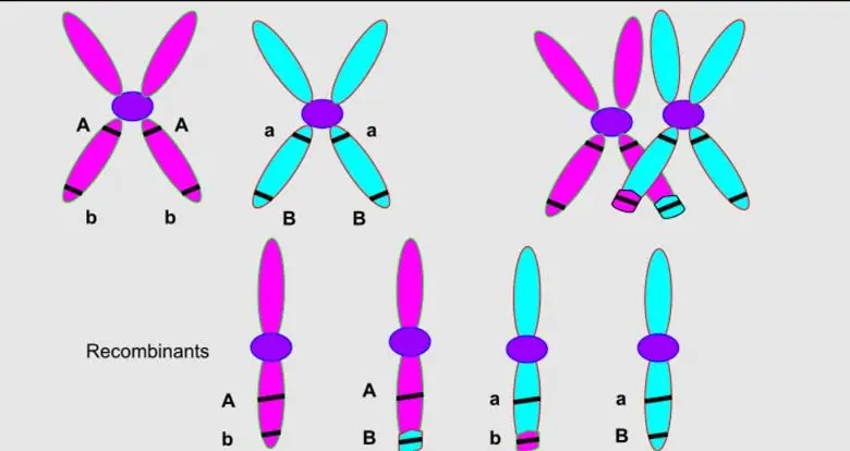  Difference Between Homologous Chromosomes and Sister Chromatids 