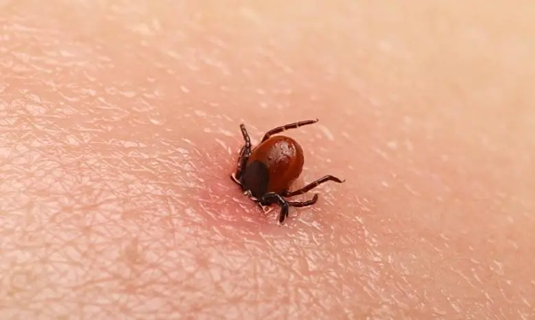  Difference Between Mites and Fleas 