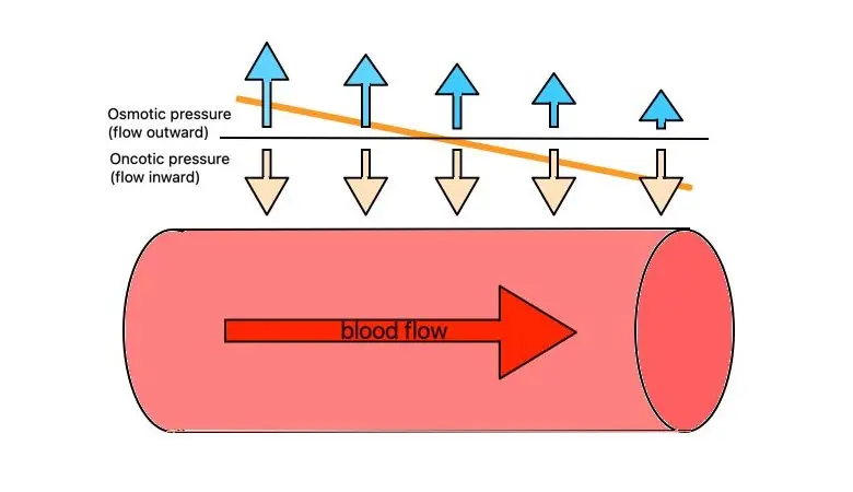  What Is the Difference Between Oncotic and Hydrostatic Pressure? 