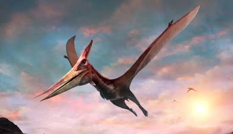  Difference Between Pterodactyl and Pteranodon 