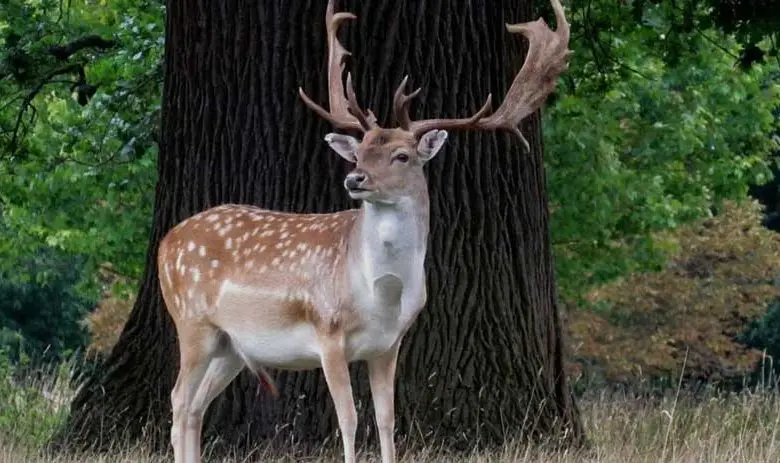  Difference Between Stag and Buck 