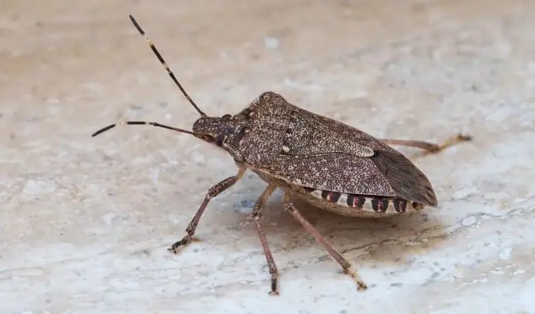  Difference Between Stink Bug and Kissing Bug 